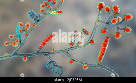Pilze Trichophyton mentagrophytes, die Ursache des Fußes des Athleten (Tinea pedis), des Kopfhautringwurms (Tinea capitus) und der Nagelinfektion (Onychomykose), Illustration. T. mentagrophytes ist eine von vielen Pilzarten, die in der menschlichen Haut wachsen und Entzündungen und Juckreiz verursachen können. Fußpilz, Ringwurm und Onychomykose werden mit Antimykotika behandelt. Die Abbildung zeigt Septahyphen, Spiralhyphen, zwei Arten von Konidien (Strukturen, die Pilzsporen enthalten, die Infektionen übertragen): Makrokonidium (mehrzellige Körper) und sphärische Mikrokonidien (einzellige Körper). Stockfoto