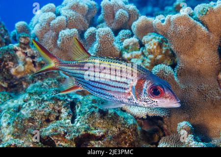 Spotfin-Eichhörnchen, Neoniphon Samma, Hawaii. Stockfoto