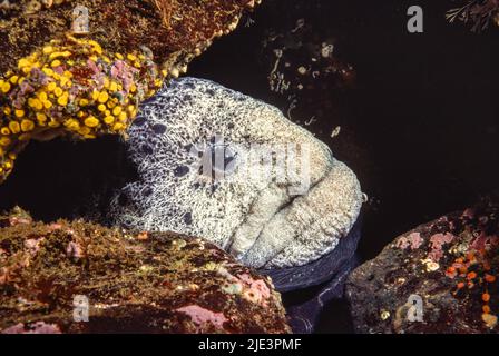 Ein männlicher Wolfsaal, Anarrhichthys ocellatus, vor Hornby Island, British Columbia, Kanada. Stockfoto