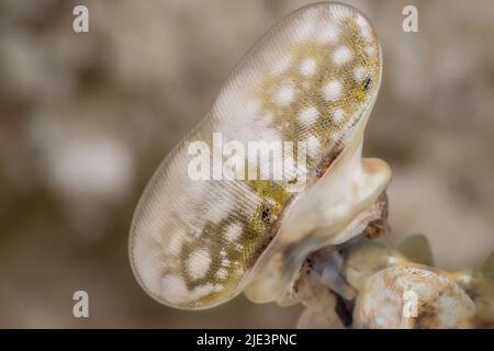 Ein genauer Blick auf eines der Augen einer Spearing Mantis Garnele, Lysiosquillina maculata, Yap, Föderierte Staaten von Mikronesien. Stockfoto