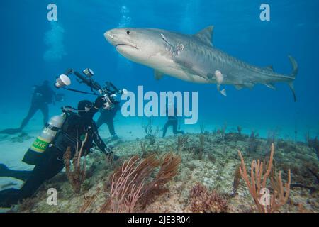 Fotograf (MR) und ein Tigerhai, Galeocerdo cuvier, angezogen mit Köder, um photograhed werden, Bahamas, Atlantik. Stockfoto