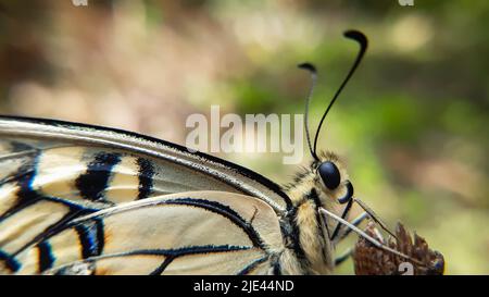 Nahaufnahme Makro von Schmetterlingsflügeln Muster Papilio machaon, gelber Schwalbenschwanz Schmetterling Flügel Detail Textur Hintergrund Stockfoto