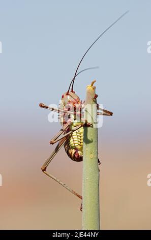 Eine afrikanische Panzergrille (Familie Bradyporidae), die auf einer Pflanze im südlichen Afrika sitzt Stockfoto