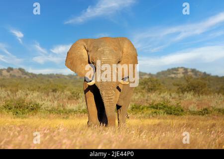 Großer afrikanischer Elefantenbulle (Loxodonta africana), Etosha-Nationalpark, Namibia Stockfoto