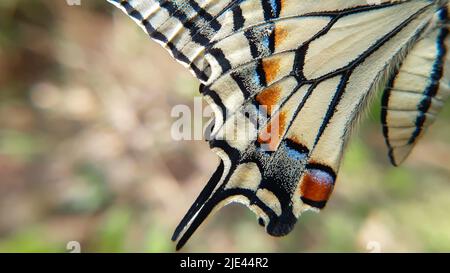 Nahaufnahme Makro von Schmetterlingsflügeln Muster Papilio machaon, gelber Schwalbenschwanz Schmetterling Flügel Detail Textur Hintergrund Stockfoto