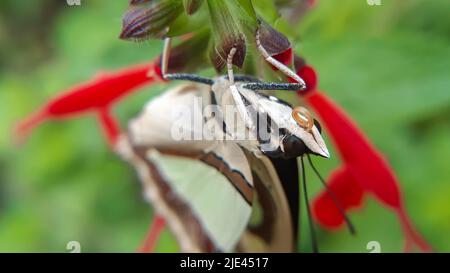 Nahaufnahme von gewöhnlichen Nawabenflügeln Polyura athamas, der gewöhnliche Nawabenfalter, ist eine Art schnell fliegender Kronenfalter, der im tropischen Asien gefunden wird. Stockfoto