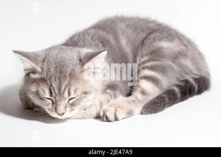 Lustige kleine graue Falte Schottisches Kätzchen schläft auf weißem Hintergrund. Niedliches schlafend tabby Kätzchen mit geschlossenen Augen. Haustierpflege. Stockfoto