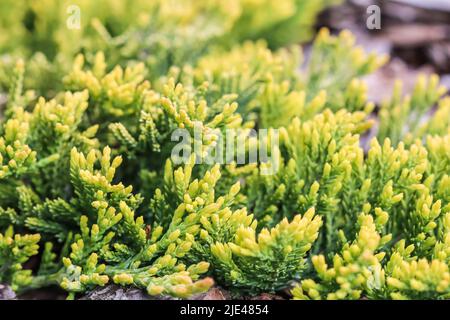 Immergrüne Nadelzweige des Juniperus horizontalis Golden Carpet, schleichender Wacholder vor dem Hintergrund der Rinde Stockfoto