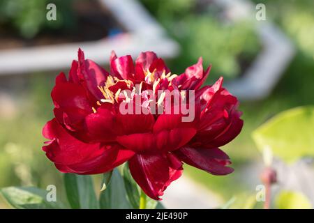 „Buckeye Belle“-Gartenpeonie, Luktpion (Paeonia lactiflora) Stockfoto