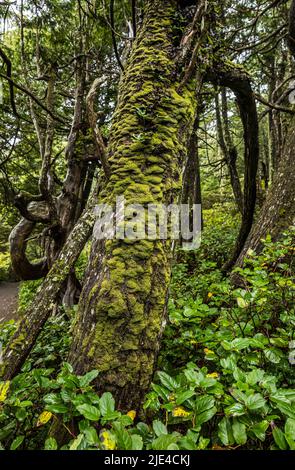 Moosbedeckter Baum entlang des Wild Pacific Coast Trail in der Nähe von Ucluelet, BC, Kanada Stockfoto