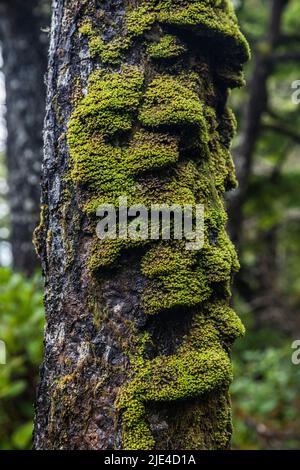 Moosbedeckter Baum entlang des Wild Pacific Coast Trail in der Nähe von Ucluelet, BC, Kanada Stockfoto