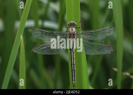 Die Fliege sitzt im Schilf am See Stockfoto