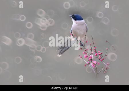 Die Elstern Pflaume die Pflaumenblume ist schön, aber weiß und perfekte Schönheit von Himmel und Erde die Pflaumenblume ist süß, aber wer weiß Stockfoto