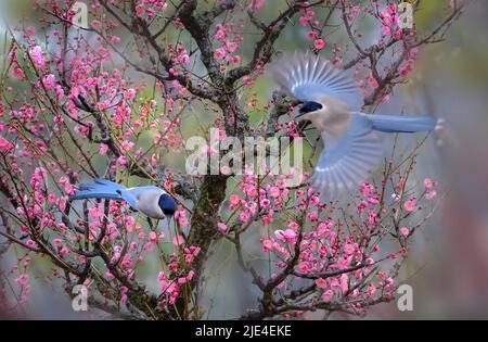 Die Elstern Pflaume die Pflaumenblume ist schön, aber weiß und perfekte Schönheit von Himmel und Erde die Pflaumenblume ist süß, aber wer weiß Stockfoto