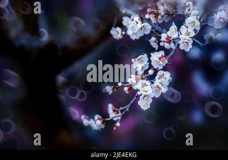 Mei xiang die Pflaumenblüte ist wunderschön, aber sie ist weiß und makellos schön von Himmel und Erde Pflaumenblüten Weihrauch Wer kennt 'Pflaumenblüten Weihrauch von Fairbanks zu' Stockfoto