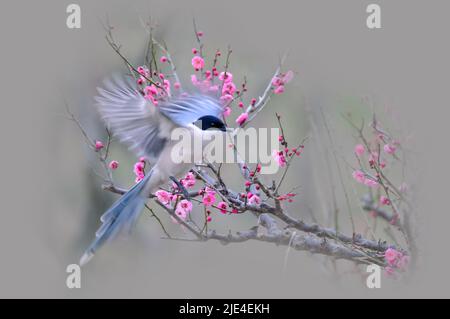 Die Elstern Pflaume die Pflaumenblume ist schön, aber weiß und perfekte Schönheit von Himmel und Erde die Pflaumenblume ist süß, aber wer weiß Stockfoto