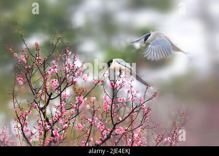 Die Elstern Pflaume die Pflaumenblume ist schön, aber weiß und perfekte Schönheit von Himmel und Erde die Pflaumenblume ist süß, aber wer weiß Stockfoto