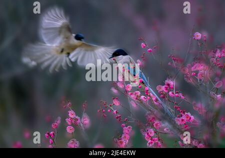 Die Elstern Pflaume die Pflaumenblume ist schön, aber weiß und perfekte Schönheit von Himmel und Erde die Pflaumenblume ist süß, aber wer weiß Stockfoto