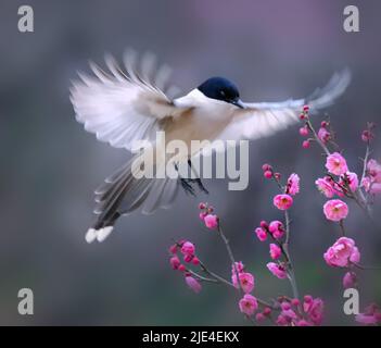 Die Elstern Pflaume die Pflaumenblume ist schön, aber weiß und perfekte Schönheit von Himmel und Erde die Pflaumenblume ist süß, aber wer weiß Stockfoto