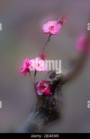 Mei xiang die Pflaumenblüte ist wunderschön, aber sie ist weiß und makellos schön von Himmel und Erde Pflaumenblüten Weihrauch Wer kennt 'Pflaumenblüten Weihrauch von Fairbanks zu' Stockfoto