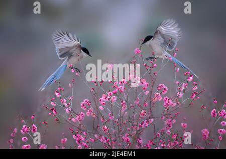 Die Elstern Pflaume die Pflaumenblume ist schön, aber weiß und perfekte Schönheit von Himmel und Erde die Pflaumenblume ist süß, aber wer weiß Stockfoto