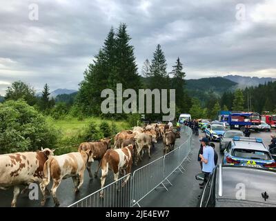 Elmau, Deutschland. 24.. Juni 2022. Kühe werden unter Polizeischutz über den Sicherheitsbereich rund um das G7 versammlungsgelände Schloss Elmau auf ihre Weide getrieben. Dabei müssen die Tiere den temporären Hubschrauberlandeplatz überqueren, der speziell für den Gipfel asphaltiert ist, wo die Staatsgäste landen sollen - normalerweise ist dies ein Wanderparkplatz. (To dpa 'G7: Rund 130 Kühe hüteten unter Polizeischutz auf die Alp') Quelle: ---/dpa/Alamy Live News Stockfoto