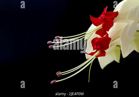 Reine feurige Drachenperle Stockfoto