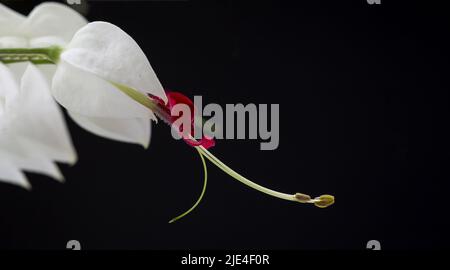 Reine feurige Drachenperle Stockfoto