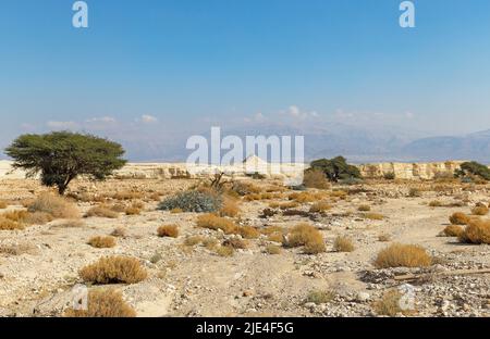 Einsame Akazie in der Arava Wüste Israel Stockfoto