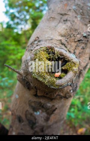 Eine Nahaufnahme der Schnittwundheilung eines Baumes. uttarakhand Indien. Stockfoto