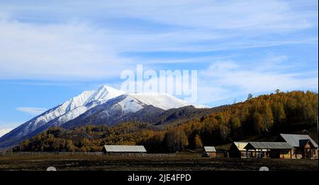 Xinjiang burqin Bezirk altay Region das Holz masert die Nachkommenschaft von Westchina Stockfoto