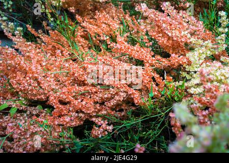Schöne mehrfarbige Wildhyrangea blüht, in der Regel im Mesischen Wald, oft entlang von Bächen oder in felsigen Gebieten, sondern wächst auch in trockeneren Gebieten. Stockfoto