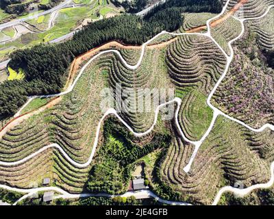 Guizhou jin Screen full ShanTaoHua Besucher genießen die Blume zum Öffnen Stockfoto