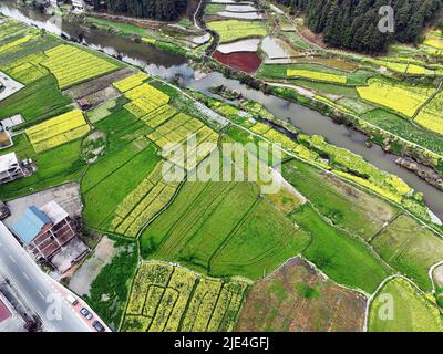 Guizhou jin Screen full ShanTaoHua Besucher genießen die Blume zum Öffnen Stockfoto