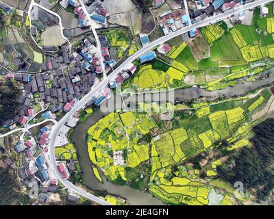 Guizhou jin Screen full ShanTaoHua Besucher genießen die Blume zum Öffnen Stockfoto