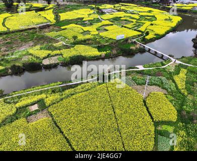 Guizhou jin Screen full ShanTaoHua Besucher genießen die Blume zum Öffnen Stockfoto