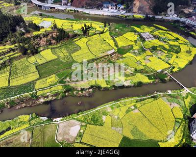 Guizhou jin Screen full ShanTaoHua Besucher genießen die Blume zum Öffnen Stockfoto