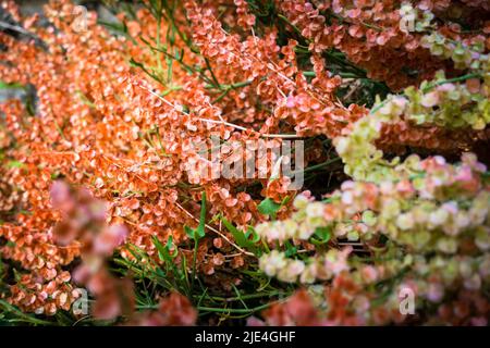 Schöne mehrfarbige Wildhyrangea blüht, in der Regel im Mesischen Wald, oft entlang von Bächen oder in felsigen Gebieten, sondern wächst auch in trockeneren Gebieten. Stockfoto