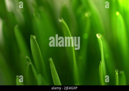Grünes Gras mit Tau tropft auf den Spitzen der Grashalme. Stockfoto
