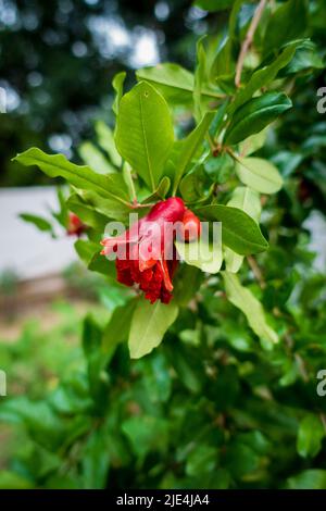 Eine Nahaufnahme von biologisch angebauten roten Granatapfelpflanzen, roten Blüten, die in einem indischen Garten Früchte tragen. Stockfoto