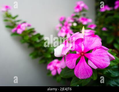 Madagaskar Periwinkle, Catharanthus roseus, allgemein bekannt als Bright Eyes, ist eine blühende Pflanze aus der Familie der Apocynaceae. Indischer Garten Stockfoto