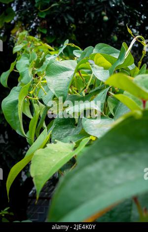 Eine Nahaufnahme von Dioscorea Batatas, Igname de Chine, Rebe. Kletterpflanzen im Gartenbau. Stockfoto