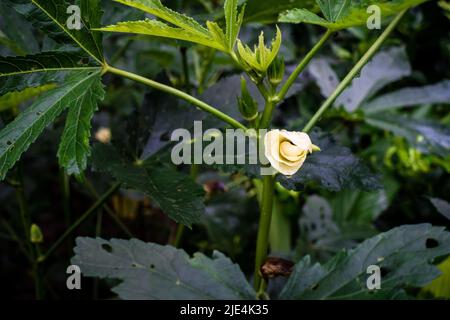 Eine Nahaufnahme von Okra, Abelmoschus esculentusflower, die im indischen Garten blüht. Okra-Blüten blühen in der Regel weniger als einen Tag, bevor sie o fallen lassen Stockfoto