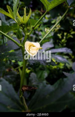 Eine Nahaufnahme von Okra, Abelmoschus esculentusflower, die im indischen Garten blüht. Okra-Blüten blühen in der Regel weniger als einen Tag, bevor sie o fallen lassen Stockfoto