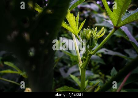 Eine Nahaufnahme von Okra, Abelmoschus esculentusflower, die im indischen Garten blüht. Okra-Blüten blühen in der Regel weniger als einen Tag, bevor sie o fallen lassen Stockfoto