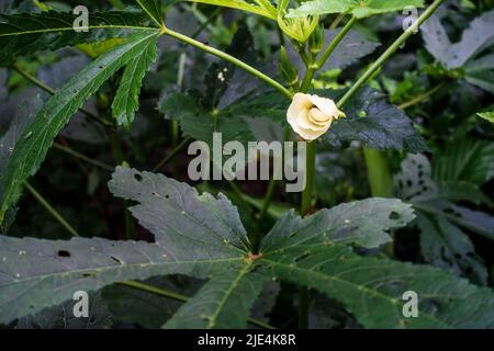 Eine Nahaufnahme von Okra, Abelmoschus esculentusflower, die im indischen Garten blüht. Okra-Blüten blühen in der Regel weniger als einen Tag, bevor sie o fallen lassen Stockfoto