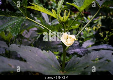 Eine Nahaufnahme von Okra, Abelmoschus esculentusflower, die im indischen Garten blüht. Okra-Blüten blühen in der Regel weniger als einen Tag, bevor sie o fallen lassen Stockfoto