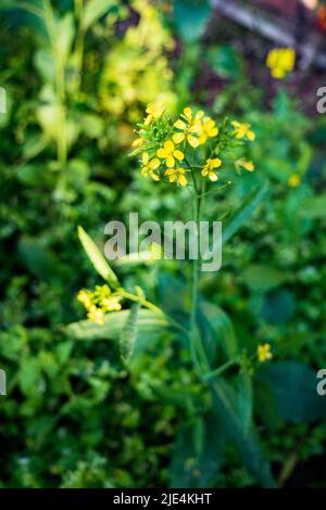 Eine Nahaufnahme der Senfpflanze mit blühenden gelben Blüten, Blättern und Samen in einem indischen Garten. Stockfoto