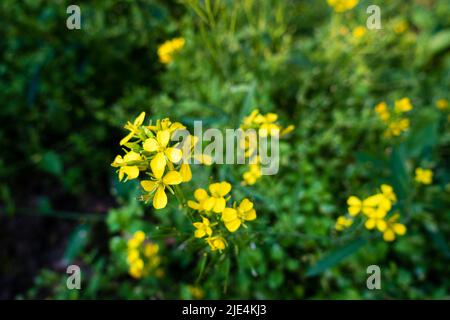 Eine Nahaufnahme der Senfpflanze mit blühenden gelben Blüten, Blättern und Samen in einem indischen Garten. Stockfoto