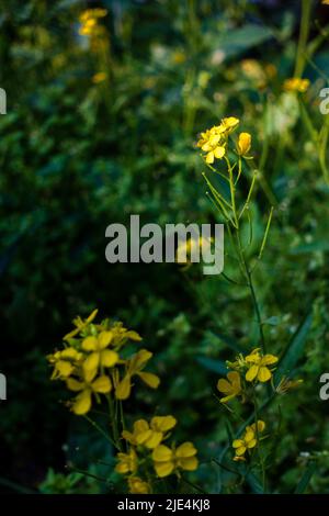 Eine Nahaufnahme der Senfpflanze mit blühenden gelben Blüten, Blättern und Samen in einem indischen Garten. Stockfoto